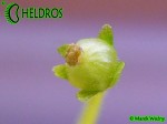 Tłustosz Pinguicula EMARGINATA