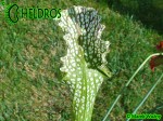 MK H181 Kapturnica Sarracenia x excellens x leucophylla AS SX14 2006