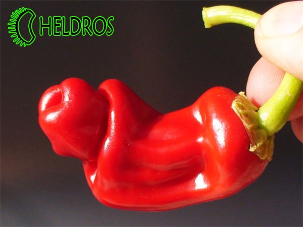 PETER PEPPER