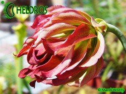 MK L55 Sarracenia Leucophylla 'Tarnok'