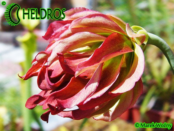 MK L55 Sarracenia Leucophylla Tarnok ,W. Mutant flower form