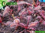 Drosera Capensis ALL RED FORM