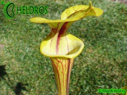 MK F83 Sarracenia Flava var. rubricorpora