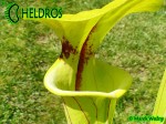 MK F35	Sarracenia Flava var. ornata,Gulf Coast. Heavy veins, Apalachicola National Forest, FL. W,AH An Alan Hindle plant acquired by MK in 1993.  Fine maroon veins and splash of maroon in throat. 