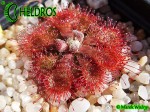 Drosera RUBRIFOLIA