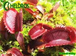 Dionaea Muscipula Muchołówka RED SHARK TEETH