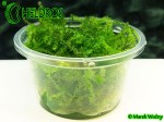 Mech Peacock Moss Taxiphyllum sp.