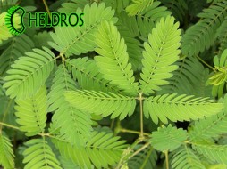 MIMOSA PUDICA Sensitive - 15 seeds