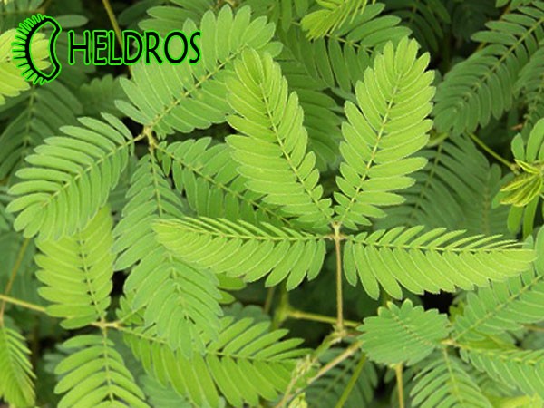 MIMOSA PUDICA sensitive leafs. MIMOZA PUDICA WSTYDLIWA wrażliwe liście.