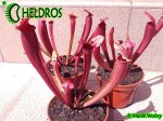 Kapturnica Sarracenia FIONA