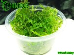 Mech Peacock Moss Taxiphyllum sp.