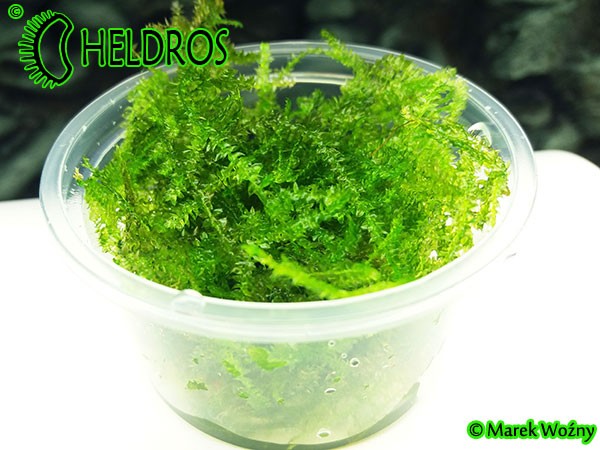 Mech Peacock Moss Taxiphyllum sp.