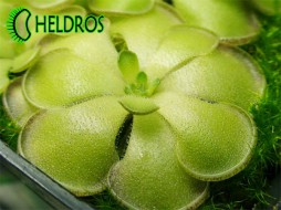 Pinguicula CYCLOSECTA - nice plant