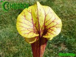 MK F24 Sarracenia Flava var. rubricorpora Giant red tube, Apalachicola National Forest FL, W, Dave Richardson