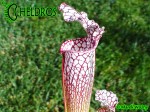 MK L19 Sarracenia Leucophylla Purple and white giant form, Route 71,Nr Altha, N.Florida,W,AH
