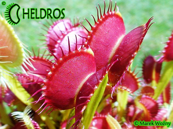 Dionaea Muscipula muchołówka Dingley Giant
