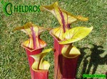 MK F76 Sarracenia Flava var. rubricorpora,Apalachicola National Forest, FL. W,F36,JA