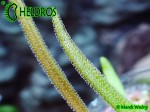 Tłustosz Pinguicula Calderoniae - Llano del Conejo