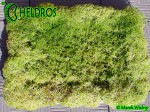 Torfowiec-Sphagnum-Mech-Live-Żywy