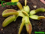 Muchołówka Dionaea Muscipula ALIEN