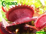 Dionaea Muscipula Muchołówka RED SHARK TEETH