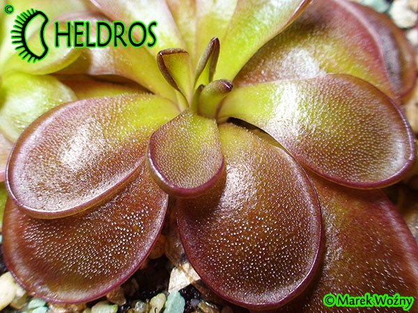 Pinguicula Tłustosz Potosiensis red leaves P34H