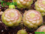 Tłustosz Pinguicula Laueana