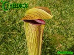 MK A26 Sarracenia Alata var. rubrioperculata. Red lid,very tall strong olive green pitchers,going darker by Autumn, throat black. De Soto National Forest. W PM 1994
