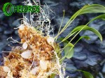 PŁYWACZ UTRICULARIA PRAETERMISSA