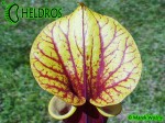 MK F20 Sarracenia Flava var. rubricorpora Giant red tube, Apalachicola National Forest FL,W,F37,JA