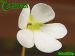 Tłustosz pinguicula cv. Crystal