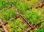 Sarracenia Seeds - Siewki kapturnicy - 5 miesięcy od wysiania