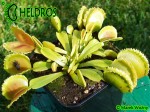 Dionaea Muscipula Muchołówka WHALE