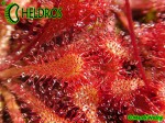Drosera Capillaris COSTA RICA Drosera Capillaris COSTA RICA
