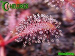 Drosera Capensis ALL RED FORM