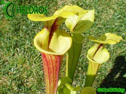 MK F66 Sarracenia Flava var. rubricorpora