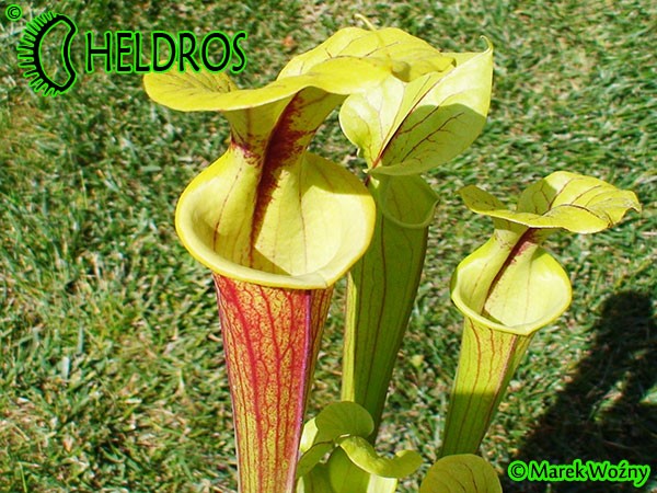 MK F66 Sarracenia Flava var. rubricorpora,Giant red tube,W,MS, Apalachicola National Forest.