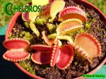 Dionaea Muscipula Muchołówka Coquillage
