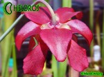 MK L28 Sarracenia Leucophylla Red  white. Large pitchers with a red peristome.