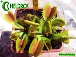 Dionaea DC XL - early spring May
