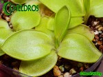Tłustosz pinguicula Macrophylla