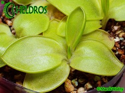 Pinguicula MACROPHYLLA