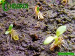 CEPHALOTUS FOLLICULARIS germinating after a few months