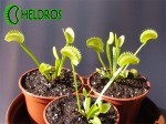 Muchołówka Dionaea DENTATE