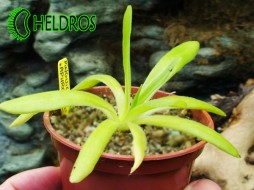 Pinguicula APHRODITE - amazing