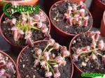 Cefalotus Bukłakowaty - CEPHALOTUS FOLLICULARIS