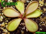 Pinguicula Tłustosz Emarginata RED leaves, pale violet veins