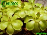 Pinguicula Rotundiflora Tamaulipas