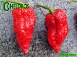 JIGSAW Fatalii Gourmet Chili pepper