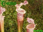 MK L74 Sarracenia Leucophylla Cook Giant DC